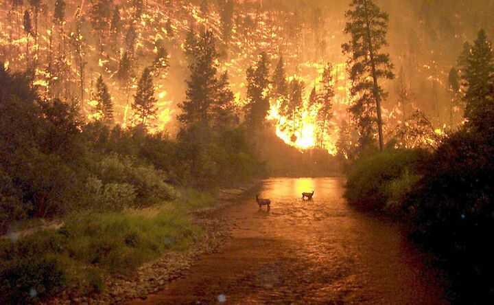 Montana fire (1).jpg